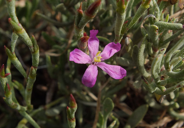 Limoniastrum monopetalum.jpg
