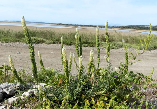 Reseda alba.jpg