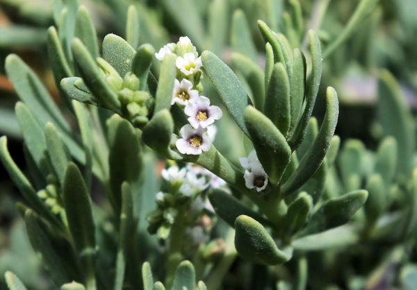 Heliotropium curassavicum.jpg