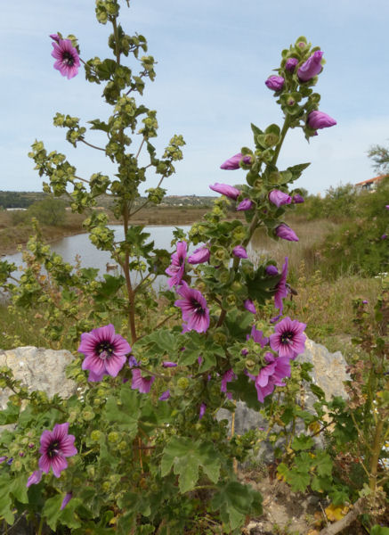 Lavatera arborea.jpg