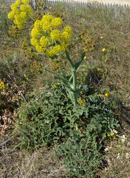 Thapsia villosa.jpg