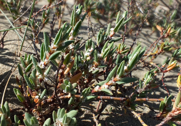 Polygonum maritima.jpg