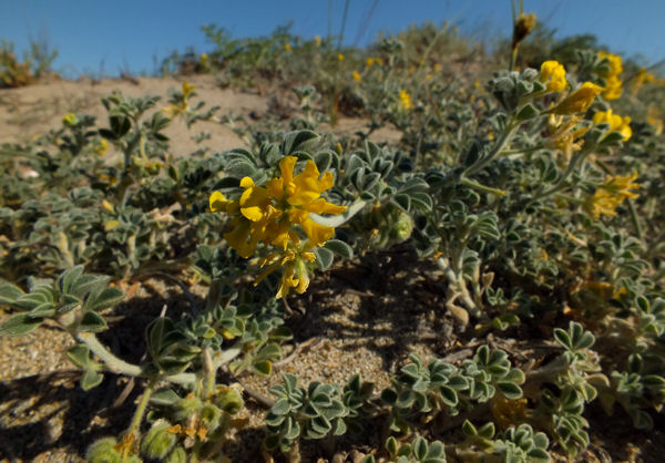Medicago marina.jpg