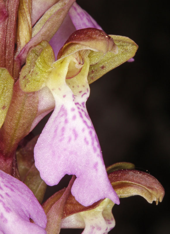 Orchidées - Orchis cazorlensis - Espagne Castille Sierra de Alcaraz red 09.jpg