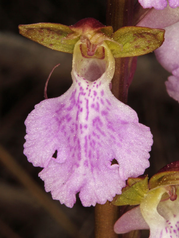 Orchidées - Orchis cazorlensis - Espagne Castille Sierra de Alcaraz red 10.jpg
