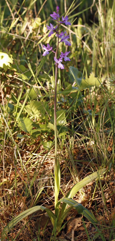 Orchidées - Orchis langei - Sud Espagne red 1.jpg