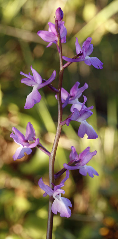 Orchidées - Orchis langei - Sud Espagne red 2.jpg