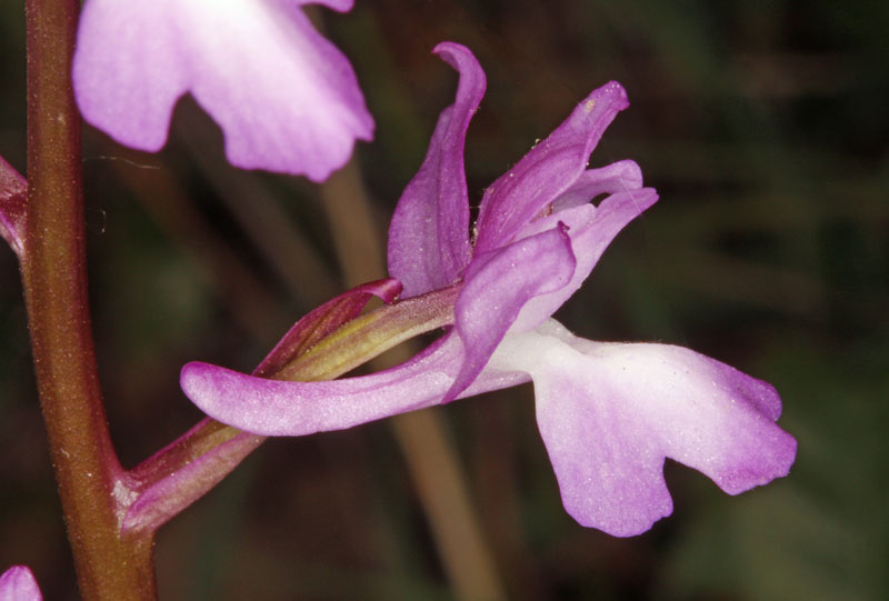 Orchidées - Orchis langei - Sud Espagne red 3.jpg