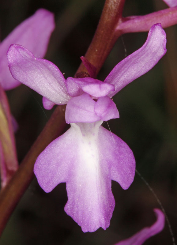 Orchidées - Orchis langei - Sud Espagne red 4.jpg