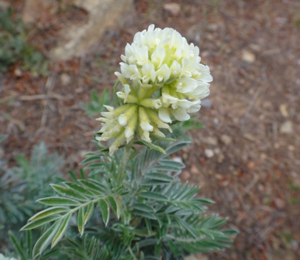 03 Anthyllis barba-jovis.jpg