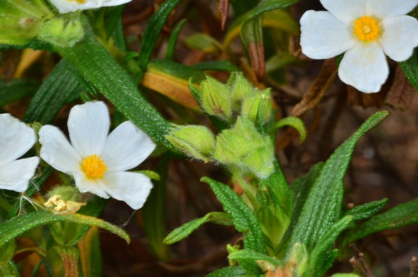 04 Cistus monspeliensis.jpg