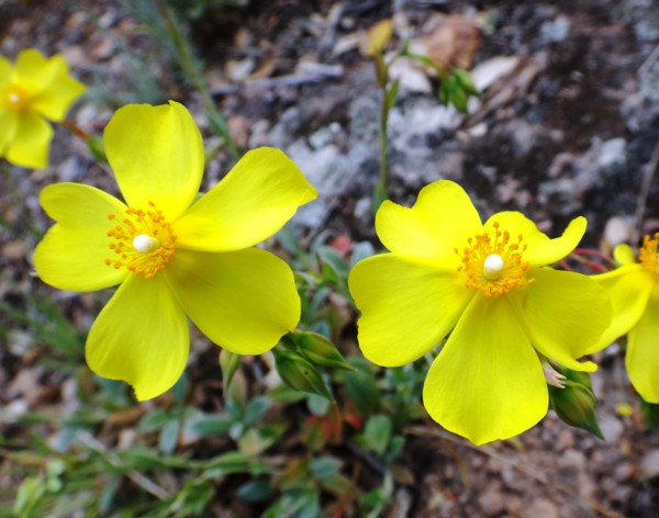 06 Diatela tuberaria.jpg