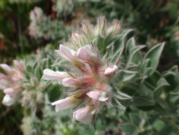 07 Dorycnium hirsutum.jpg