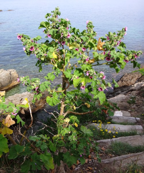 08 Malva dendromorpha.jpg