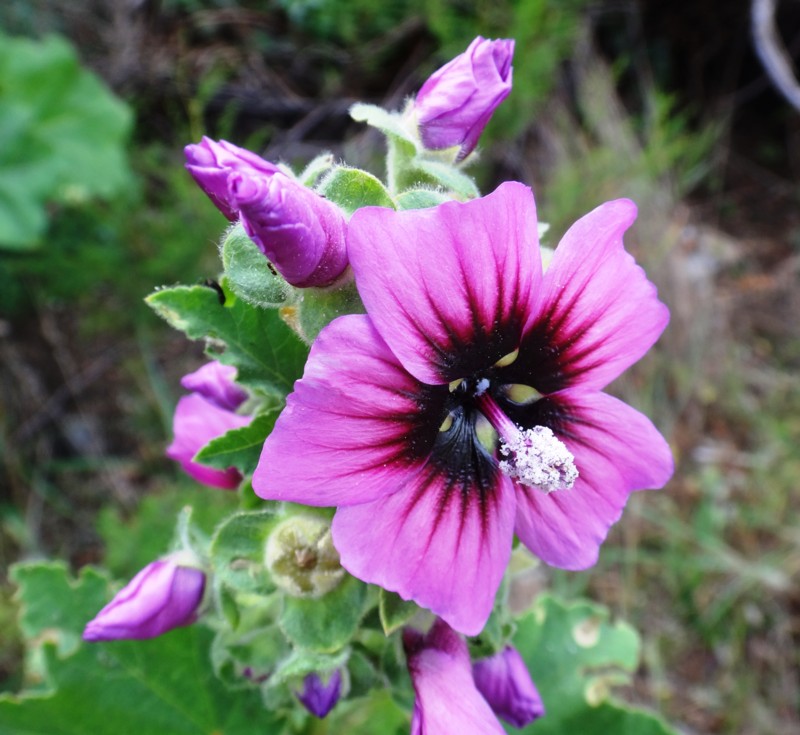 09 Malva dendromorpha 2 c.jpg