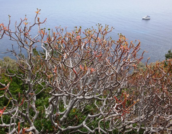 11 Euphorbia dendroides.jpg