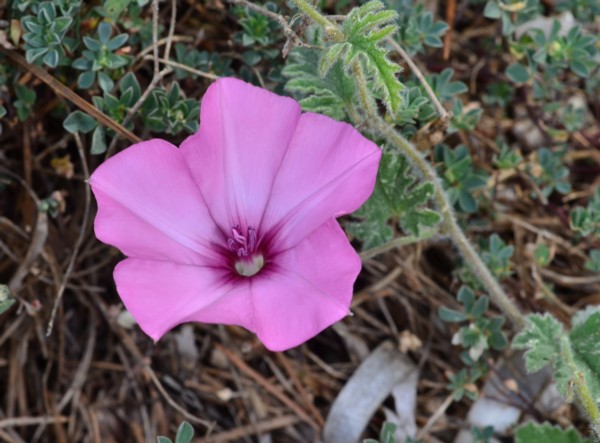 12 Concolvulus althaeoides.jpg