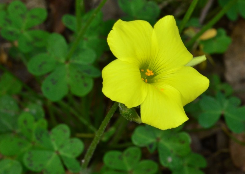 13 Oxalis pes-caprae.jpg
