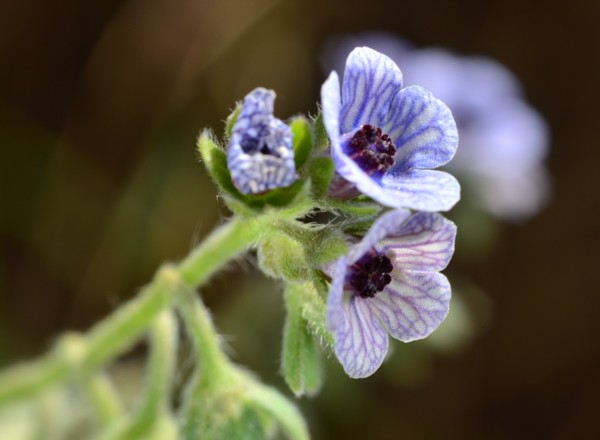 14 Cynoglossum creticum.jpg