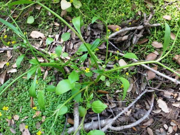15 Ranunculus ophioglossifolius.jpg