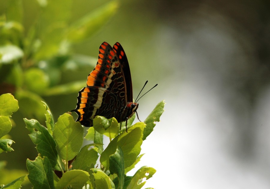 17 Charaxes jasius.jpg