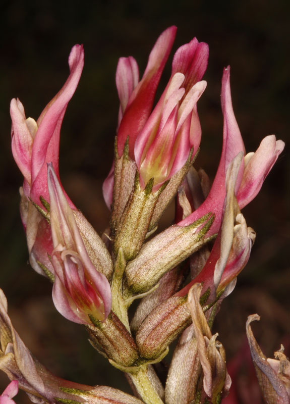 Fabacées - Astragalus sp - Andalousie red 2.jpg