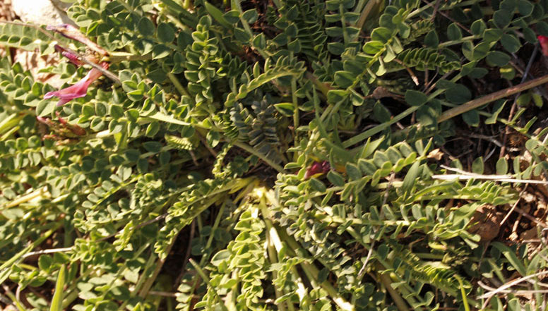Fabacées - Astragalus sp - Andalousie red 3.jpg