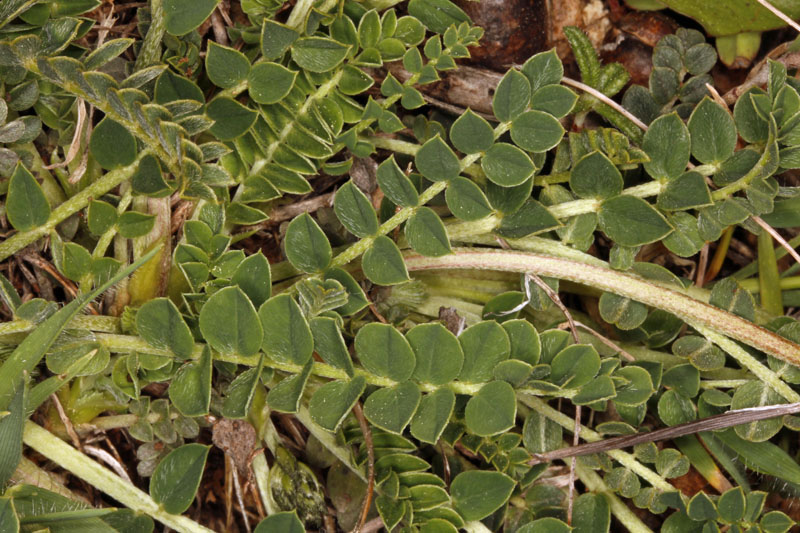 Fabacées - Astragalus sp - Andalousie red 4.jpg