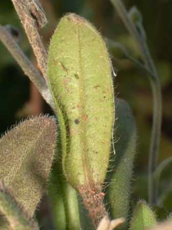 feuille vue de dessous