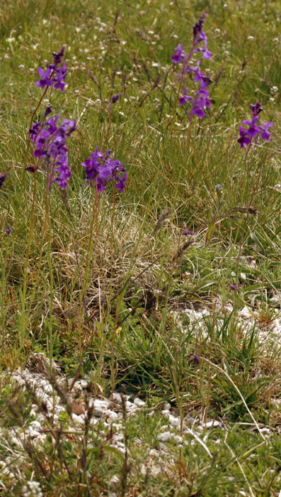 Scrophullariacées - Linaria sp - Centre Espagne Sierra de Gredos red 1.jpg