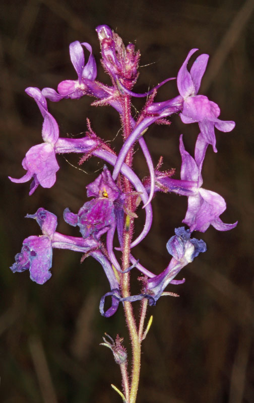 Scrophullariacées - Linaria sp - Centre Espagne Sierra de Gredos red 2.jpg