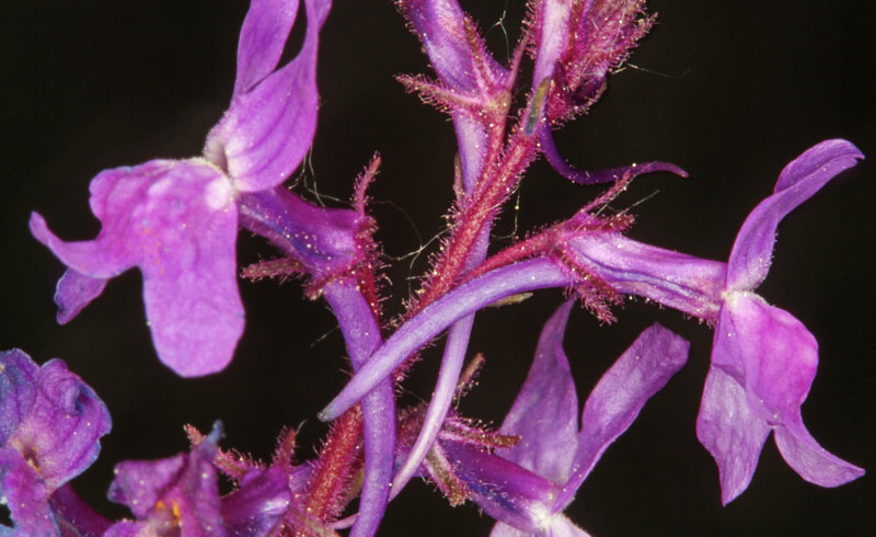 Scrophullariacées - Linaria sp - Centre Espagne Sierra de Gredos red 3.jpg