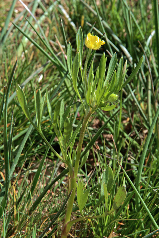 Ranunculacées - Ranunculus sp - Andalousie Sierra de Carzola red 1.jpg