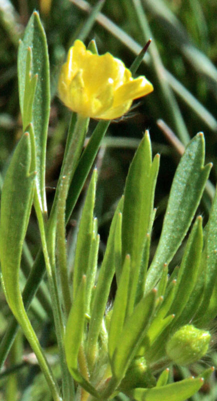 Ranunculacées - Ranunculus sp - Andalousie Sierra de Carzola red 3.jpg