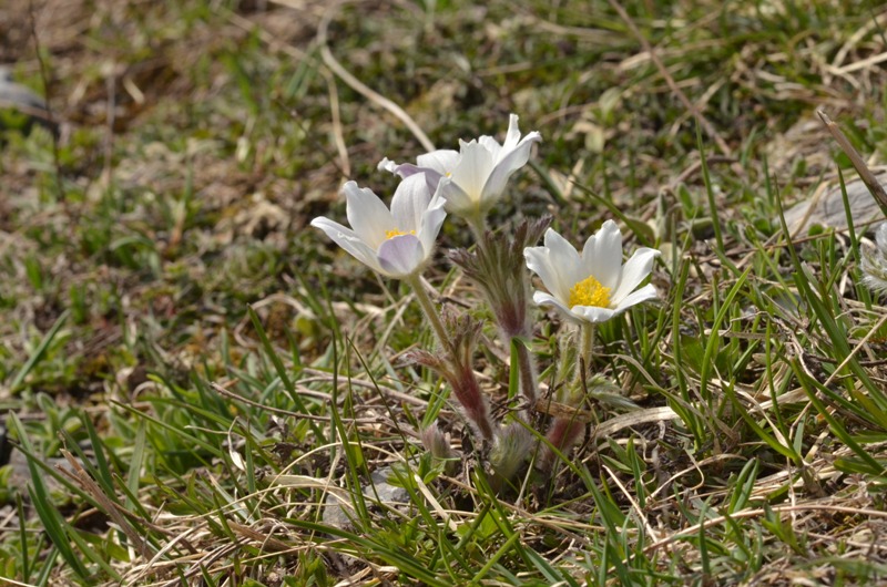 IMG 03.JPG