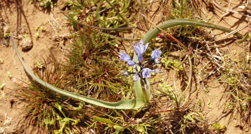 Asparagacées - Scilla sp 1 -Espagne Castilla La Mancha Montes Universales red 1.jpg