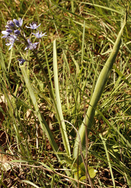 Asparagacées - Scilla sp 2 - Extremadure Réserve nat de Cijara red 1.jpg