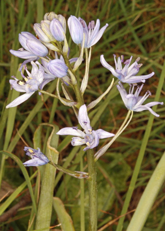 Asparagacées - Scilla sp 2 - Extremadure Réserve nat de Cijara red 2.jpg