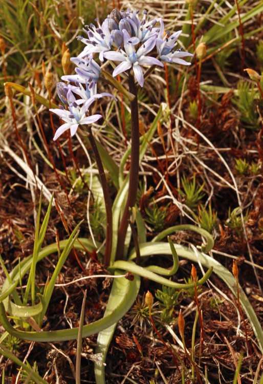 Asparagacées - Tractema (Scilla) verna (Scille de  printemps) - Centre Espagne Sierra de Gredos red 3.jpg