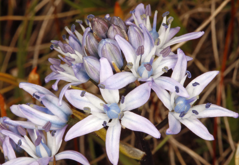 Asparagacées - Tractema (Scilla) verna (Scille de  printemps) - Centre Espagne Sierra de Gredos red 4.jpg