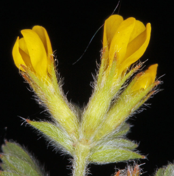 Fabacées - Astragalus sp 2 - Extremadure Réserve nat de Cijara red 2.jpg