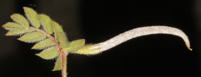 Fabacées - Astragalus sp 2 - Extremadure Réserve nat de Cijara red 3.jpg