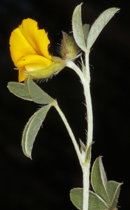 Fabacées - Cytisus villosus - Sud Espagne red 2.jpg