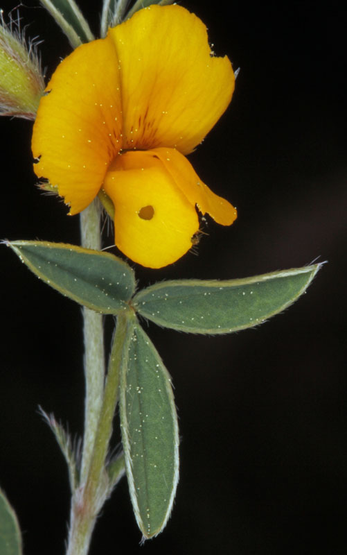 Fabacées - Cytisus villosus - Sud Espagne red 3.jpg