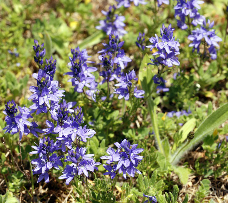 Scrophulariacées - Veronica sp - Espagne Castille et Leon Sierra de Cabrejas Canyon los Lobos) red 1.jpg