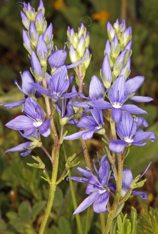Scrophulariacées - Veronica sp - Espagne Castille et Leon Sierra de Cabrejas Canyon los Lobos) red 3.jpg