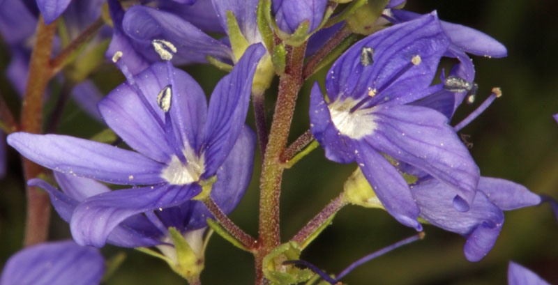 Scrophulariacées - Veronica sp - Espagne Castille et Leon Sierra de Cabrejas Canyon los Lobos) red 5.jpg