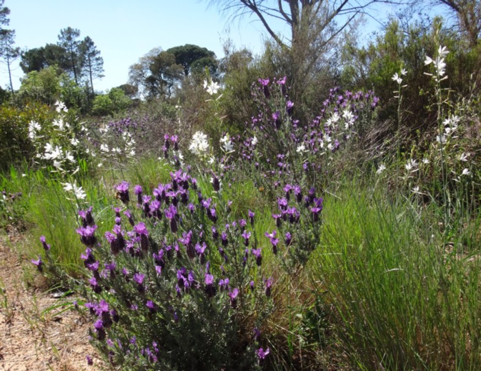 02 Lavandula stoechas.jpg