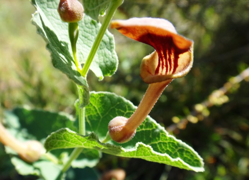 05 Aristolochia pistolochia.jpg