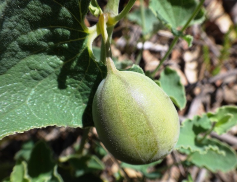 06 Aristolochia pistolochia-fruit.jpg